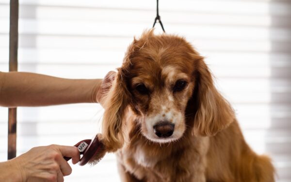 Pelspleie for hund og katt: slik holder du hud og pels sunn gjennom året