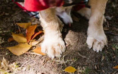 Poter og klør hos hund: slik unngår du sår, sprekk og smerte på tur