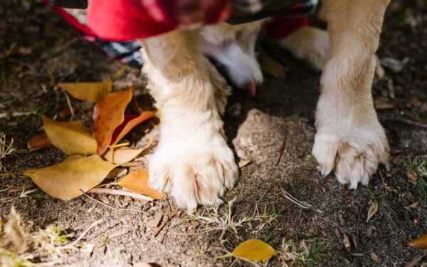 Poter og klør hos hund: slik unngår du sår, sprekk og smerte på tur