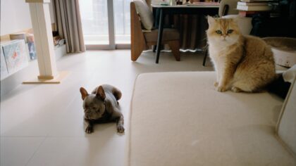 Redsel hos hund og katt: hvordan forstå frykt og hjelpe dyret ditt til mer ro