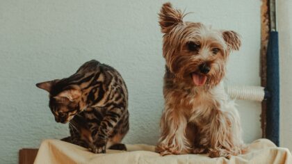 Redsel hos hund og katt: slik hjelper du et engstelig kjæledyr i hverdagen