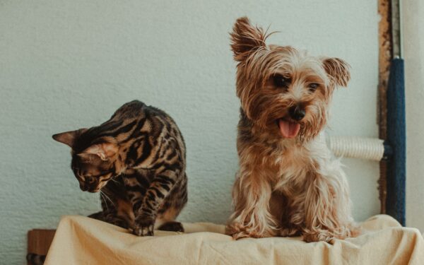 Redsel hos hund og katt: slik hjelper du et engstelig kjæledyr i hverdagen