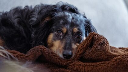 Redsel hos hund: slik hjelper du en urolig hund i hverdagen