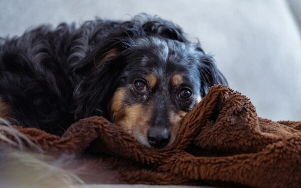 Redsel hos hund: slik hjelper du en urolig hund i hverdagen