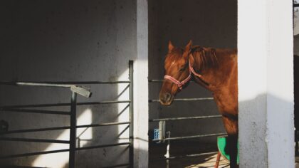 Ro og fokus i stallen: forstå og forebygg stress hos hest