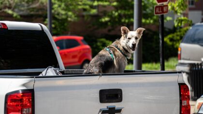 Sikker bilkjøring med hund: slik sikrer du hunden forsvarlig i bilen
