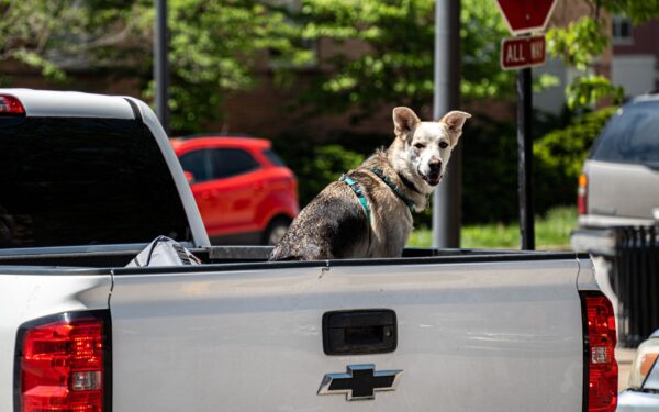 Sikker bilkjøring med hund: slik sikrer du hunden forsvarlig i bilen