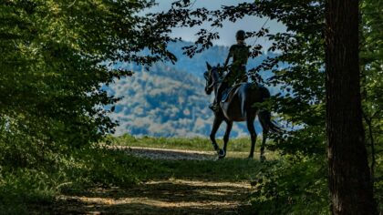 Sikker turridning med hest: praktiske råd som gjør turen trygg og hyggelig