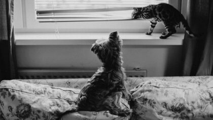 Sikkerhet hjemme for katt og hund: en praktisk guide til et tryggere hus
