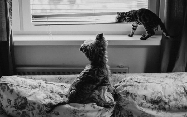 Sikkerhet hjemme for katt og hund: en praktisk guide til et tryggere hus