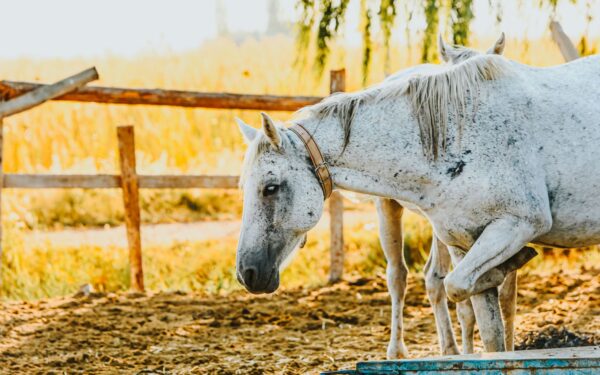 Slik bygger du en god stallrutine rundt vann til hest