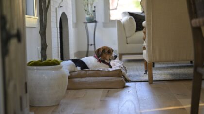 Slik gir du hunden en bedre dag alene hjemme
