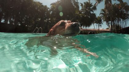 Slik gir du hunden en trygg og god sommer ved vannet