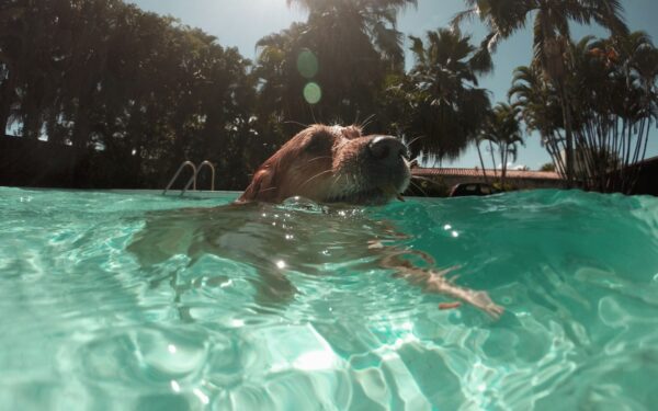 Slik gir du hunden en trygg og god sommer ved vannet