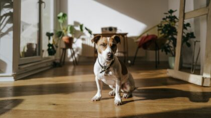 Slik gjør du alene hjemme til noe hunden faktisk tåler