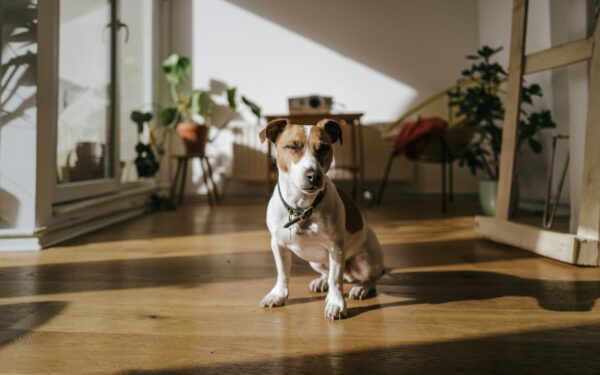 Slik gjør du alene hjemme til noe hunden faktisk tåler