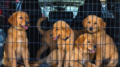 Slik gjør du bilturen trygg og behagelig for hunden