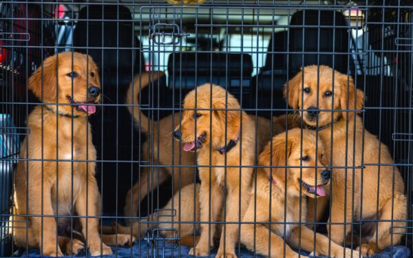 Slik gjør du bilturen trygg og behagelig for hunden
