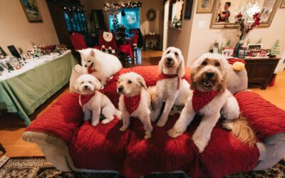 Slik gjør du familien klar for hund: rutiner, roller og gode vaner fra start