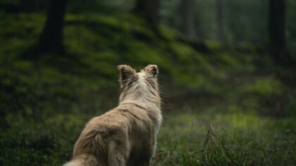 Slik gjør du flåttsesongen tryggere for hunden din