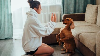 Slik gjør du innetrening til dagens høydepunkt for deg og hunden din