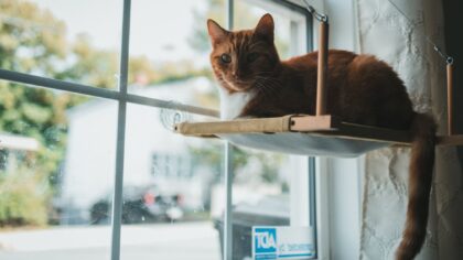 Slik gjør du leiligheten kattetrygg og spennende for en inne-katt