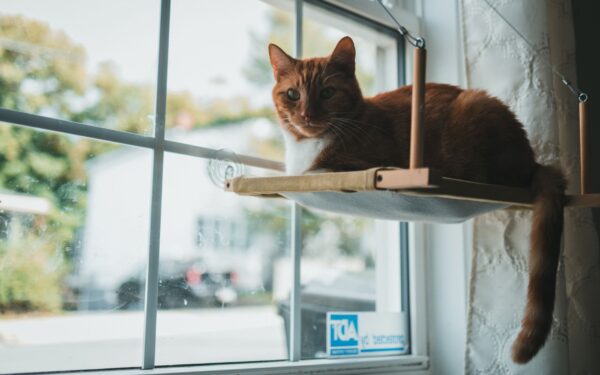 Slik gjør du leiligheten kattetrygg og spennende for en inne-katt