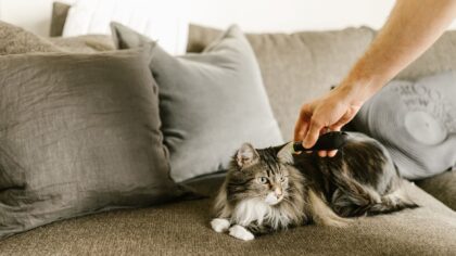 Slik gjør du pelsstellet roligere: praktisk guide til børsting av katt hjemme