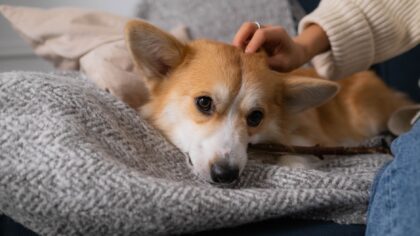 Slik hjelper du en usikker hund å bli tryggere i hverdagen