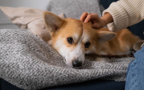 Slik hjelper du en usikker hund å bli tryggere i hverdagen