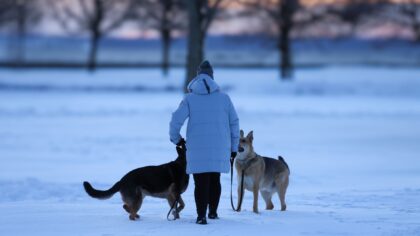 Slik tar du vare på hundens poter gjennom hele året