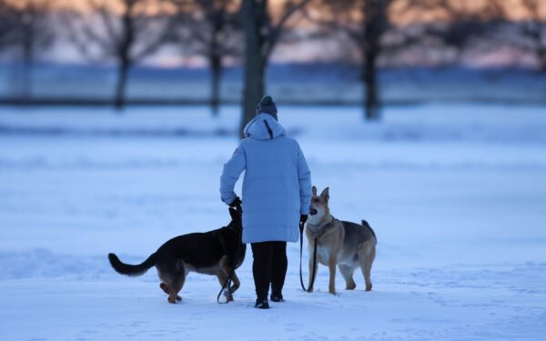 Slik tar du vare på hundens poter gjennom hele året