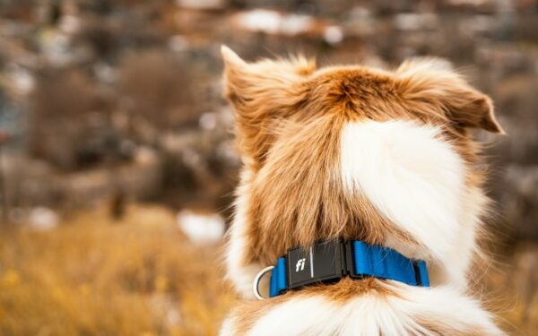 Slik velger du riktig halsbånd til hunden din uten å gå på kompromiss med komfort