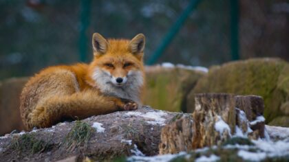 Små rovdyr i skogen: slik opplever du rev, mår og røyskatt på trygg avstand
