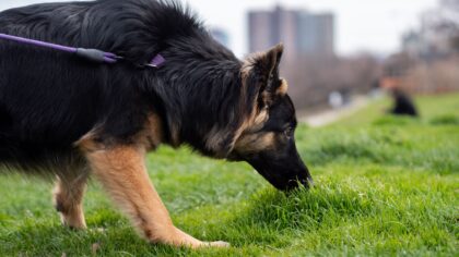 Snuselek for hund: slik bruker du nesearbeid til roligere og mer fornøyde turer