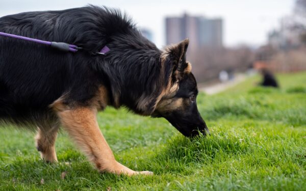 Snuselek for hund: slik bruker du nesearbeid til roligere og mer fornøyde turer