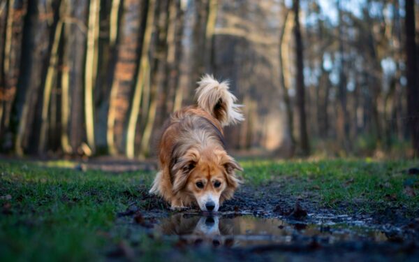 Snuselek for hund: slik gir du nesa arbeid og kroppen mer ro