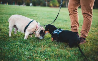 Snuselek for hund: slik gir du nesen jobb og hodet ro
