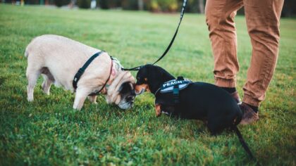 Snuselek for hund: slik gir du nesen jobb og hodet ro