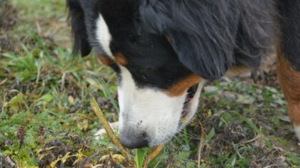 Snuselek for hund: slik gjør du luktesans til dagens beste aktivitet