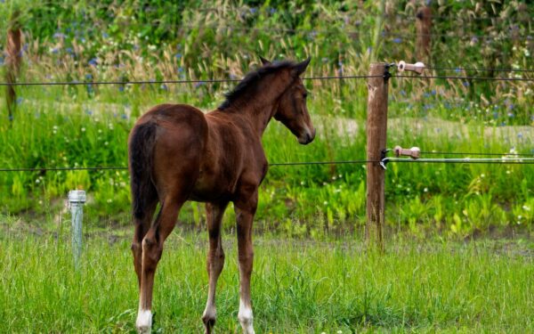 Sommer med hest: praktisk guide til varme dager, insekter og beitesesong