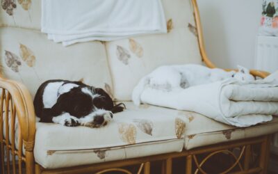 Stress hos hund: hvordan gjenkjenne signalene og hjelpe den ned i puls