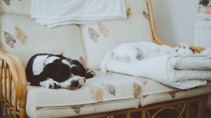 Stress hos hund: hvordan gjenkjenne signalene og hjelpe den ned i puls