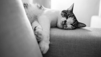 Stress hos hund og katt: hvordan skape mer ro i hjemmet