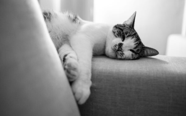 Stress hos hund og katt: hvordan skape mer ro i hjemmet