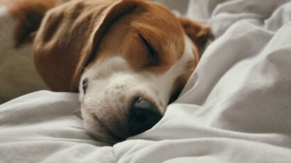 Stress hos hund: tegn du bør se etter og enkle grep som hjelper