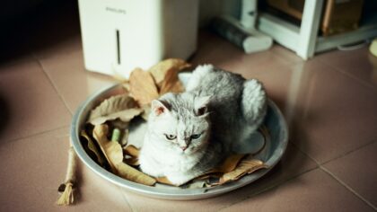 Sunn kattemat i praksis: slik velger du fôr som passer din katt