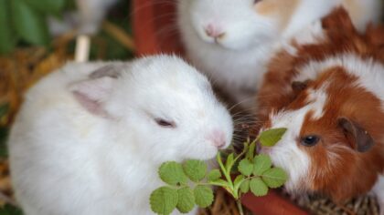 Tannhelse hos kanin, marsvin og hamster: slik forebygger du smerter og sykdom