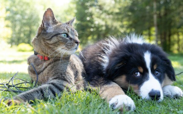 Tegn på sykdom hos hund og katt du bør reagere på tidlig