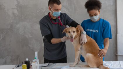Tegn på sykdom hos hund og katt: en enkel guide for tidlig oppdagelse